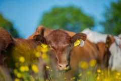 (c)Foto: Jens Kohrs, Bundesverband der Shorthorn-Züchter und –Halter e.V.