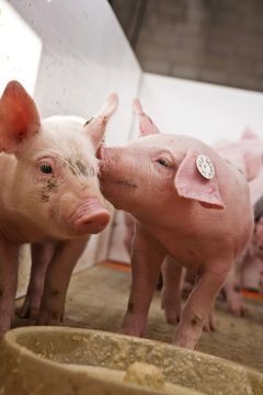 Foto (c) ForFarmers: Ferkel am Trog