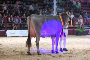 Siegerin Erstkalbin Brown Swiss Toni
© Christine Massfeller