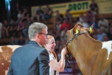 Grand Champion Red Holsteins